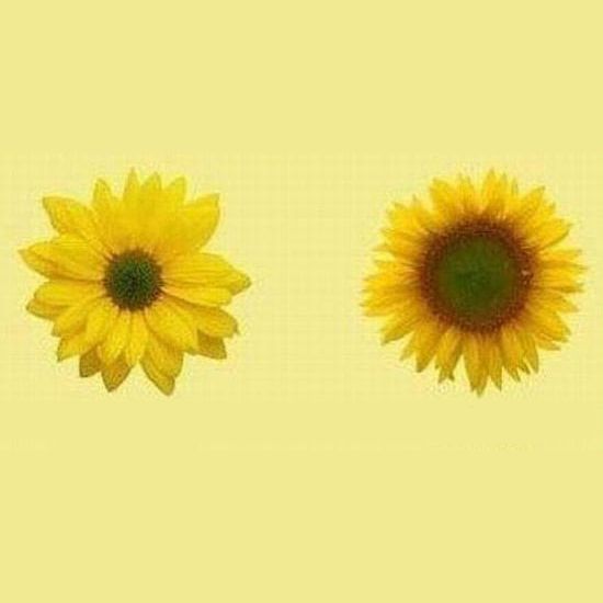 Sunflower Before After Blank Meme Template