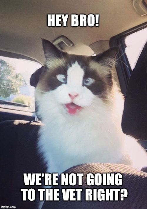 HEY BRO! WE’RE NOT GOING TO THE VET RIGHT? | image tagged in cross-eyed cat | made w/ Imgflip meme maker