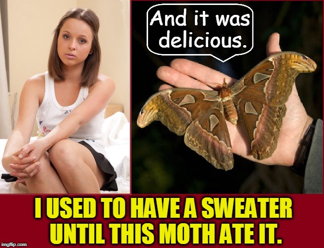 Moths Can Eat Sweaters While You Wear 'em! | And it was delicious. I USED TO HAVE A SWEATER UNTIL THIS MOTH ATE IT. | image tagged in vince vance,moths,moths that eat clothing,pretty girl with a problem,beware of mothra,baby mothra | made w/ Imgflip meme maker