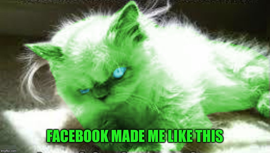 mad raycat | FACEBOOK MADE ME LIKE THIS | image tagged in mad raycat | made w/ Imgflip meme maker