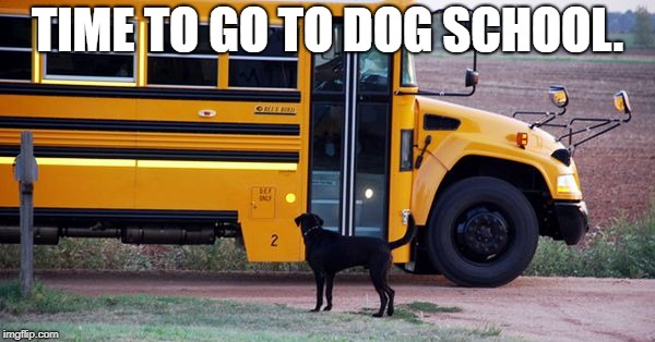 School Bus | TIME TO GO TO DOG SCHOOL. | image tagged in school bus | made w/ Imgflip meme maker