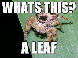 Surprised spider | WHATS THIS? A LEAF | image tagged in dumb | made w/ Imgflip meme maker