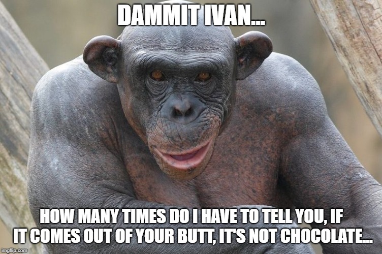 DAMMIT IVAN... HOW MANY TIMES DO I HAVE TO TELL YOU, IF IT COMES OUT OF YOUR BUTT, IT'S NOT CHOCOLATE... | image tagged in chimpo | made w/ Imgflip meme maker