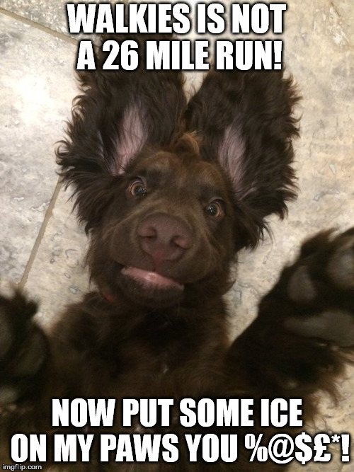 WALKIES IS NOT A 26 MILE RUN! NOW PUT SOME ICE ON MY PAWS YOU %@$£*! | made w/ Imgflip meme maker