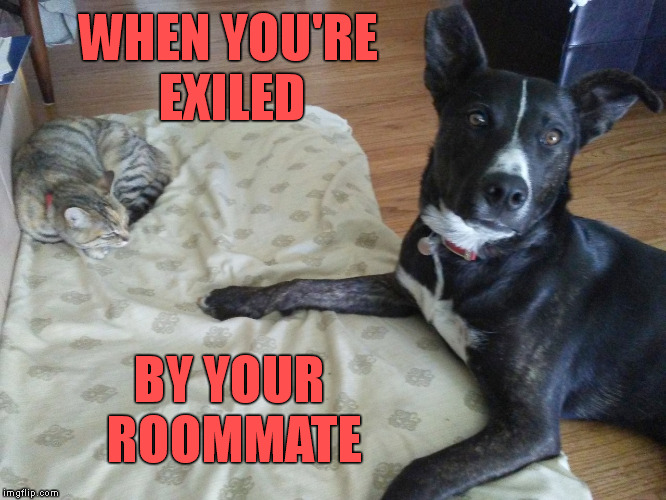 New Template 'Cat in Dog Bed' - plz share :) | WHEN YOU'RE EXILED; BY YOUR ROOMMATE | image tagged in cat in dog bed,roommates,exiled,sleeping cat,memes | made w/ Imgflip meme maker