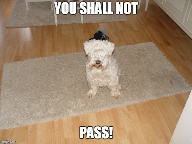 The Miniature Schnauzer Says You Shall Not... Guess What?  | YOU SHALL NOT; PASS! | image tagged in animal,cute,funny,notpass | made w/ Imgflip meme maker