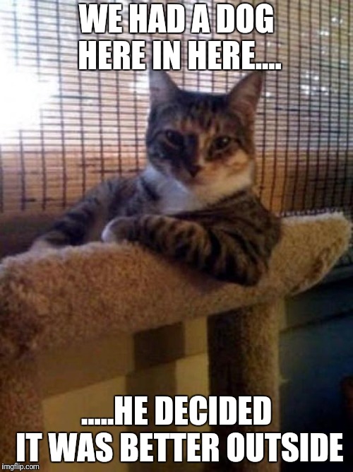The Most Interesting Cat In The World Meme | WE HAD A DOG HERE IN HERE.... .....HE DECIDED IT WAS BETTER OUTSIDE | image tagged in memes,the most interesting cat in the world | made w/ Imgflip meme maker