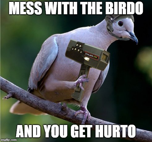 MESS WITH THE BIRDO; AND YOU GET HURTO | image tagged in animal pun,bird,weapons,memes | made w/ Imgflip meme maker