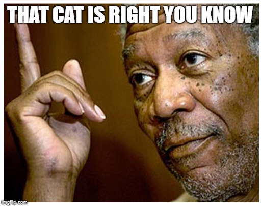 THAT CAT IS RIGHT YOU KNOW | made w/ Imgflip meme maker