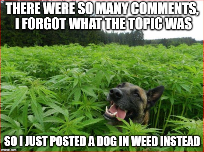 Puppy Love | THERE WERE SO MANY COMMENTS, I FORGOT WHAT THE TOPIC WAS; SO I JUST POSTED A DOG IN WEED INSTEAD | image tagged in memes | made w/ Imgflip meme maker