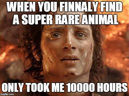 It's Finally Over Meme | WHEN YOU FINNALY FIND A SUPER RARE ANIMAL; ONLY TOOK ME 10000 HOURS | image tagged in memes,its finally over | made w/ Imgflip meme maker