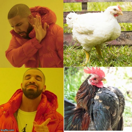 Thicc chicken vs regular chicken (note to self the chicken in the bottom left corner is a serama chicken) | image tagged in thicc,memes,drake meme,chicken | made w/ Imgflip meme maker