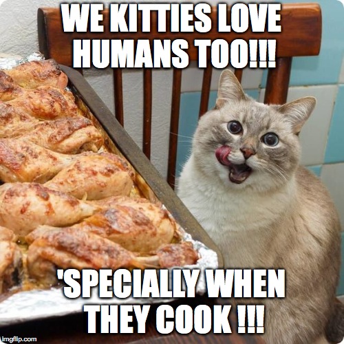 Chicken Lover | WE KITTIES LOVE HUMANS TOO!!! 'SPECIALLY WHEN THEY COOK !!! | image tagged in chicken lover | made w/ Imgflip meme maker