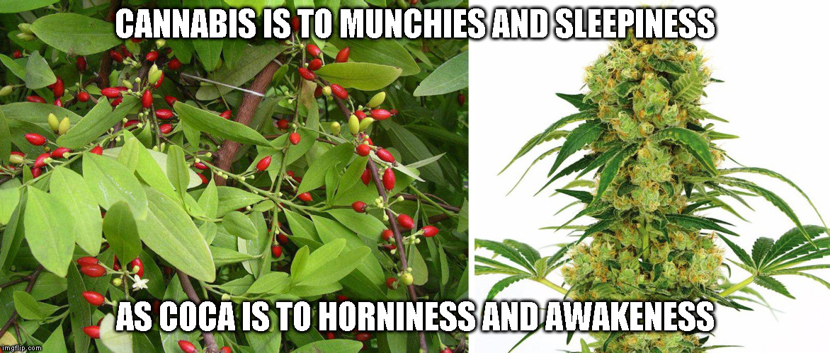 CANNABIS IS TO MUNCHIES AND SLEEPINESS; AS COCA IS TO HORNINESS AND AWAKENESS | image tagged in coca,marijuana,opposites,horny,hungry,miguelakagordo | made w/ Imgflip meme maker
