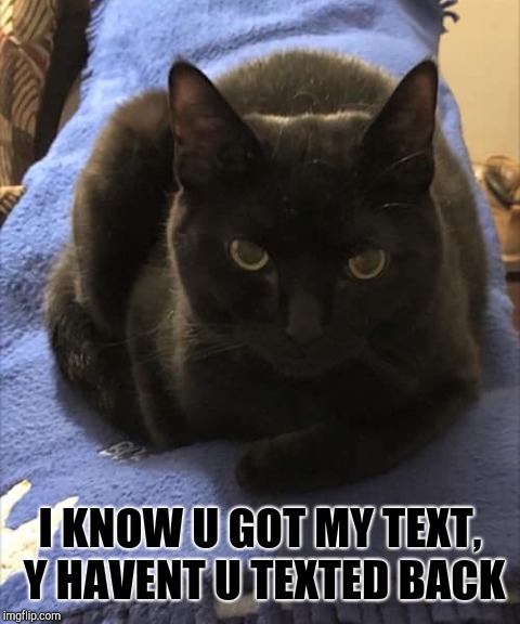 ignored | I KNOW U GOT MY TEXT, Y HAVENT U TEXTED BACK | image tagged in cats,texts | made w/ Imgflip meme maker
