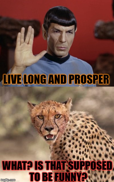 Cheetahs never prosper... | LIVE LONG AND PROSPER; WHAT? IS THAT SUPPOSED TO BE FUNNY? | image tagged in spock,llap,cheetah,star trek | made w/ Imgflip meme maker
