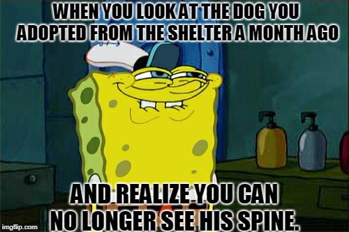 Don't You Squidward | WHEN YOU LOOK AT THE DOG YOU ADOPTED FROM THE SHELTER A MONTH AGO; AND REALIZE YOU CAN NO LONGER SEE HIS SPINE. | image tagged in memes,dont you squidward | made w/ Imgflip meme maker