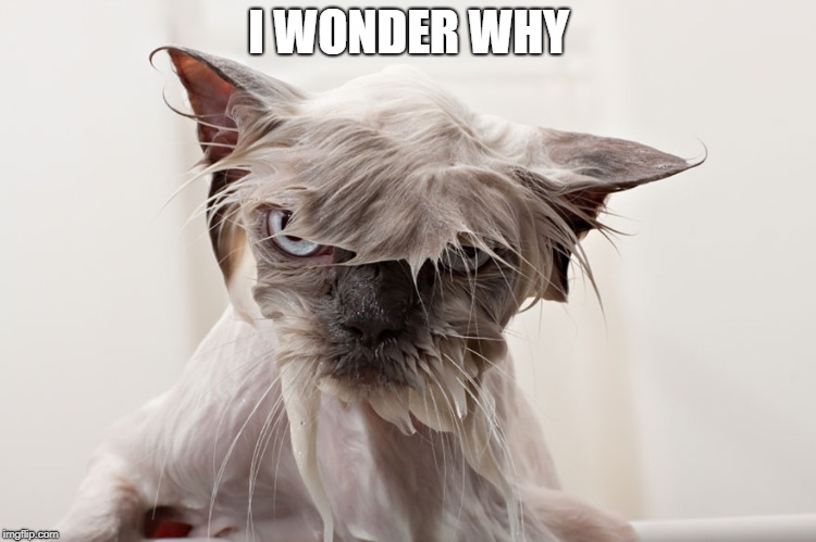 cat | I WONDER WHY | image tagged in cat | made w/ Imgflip meme maker