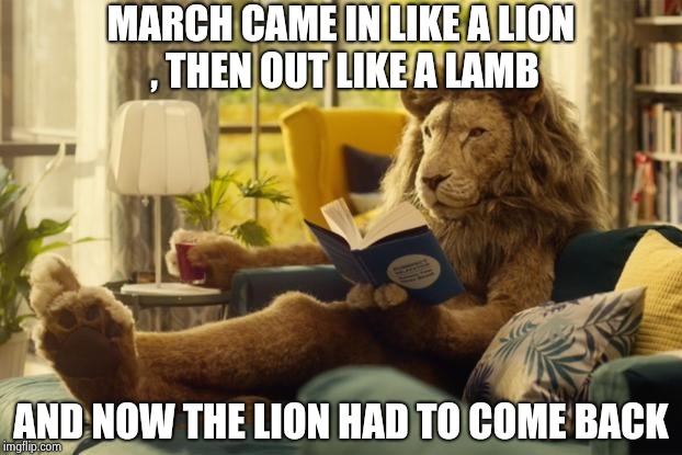 Lion relaxing | MARCH CAME IN LIKE A LION , THEN OUT LIKE A LAMB AND NOW THE LION HAD TO COME BACK | image tagged in lion relaxing | made w/ Imgflip meme maker