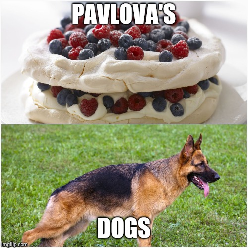 Animal Food | PAVLOVA'S; DOGS | image tagged in bad pun dog,dogs,dessert,memes,animals | made w/ Imgflip meme maker