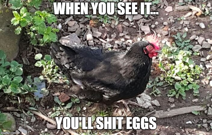 conscious_chicken | WHEN YOU SEE IT... YOU'LL SHIT EGGS | image tagged in conscious_chicken | made w/ Imgflip meme maker
