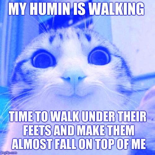 Smiling Cat Meme | MY HUMIN IS WALKING; TIME TO WALK UNDER THEIR FEETS AND MAKE THEM ALMOST FALL ON TOP OF ME | image tagged in memes,smiling cat | made w/ Imgflip meme maker