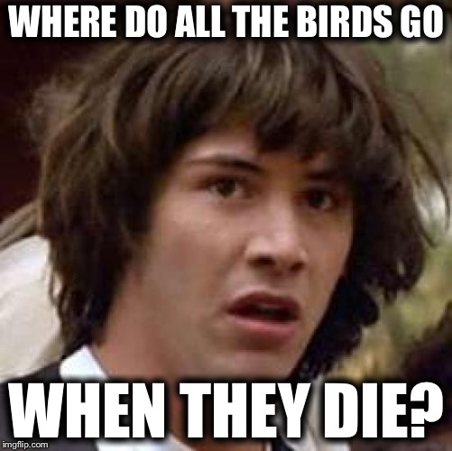 Conspiracy Keanu Meme | WHERE DO ALL THE BIRDS GO; WHEN THEY DIE? | image tagged in memes,conspiracy keanu | made w/ Imgflip meme maker