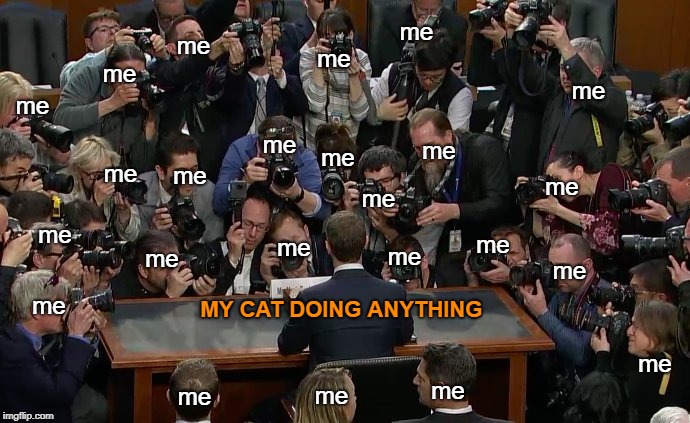 me when watching my cat | me; me; me; me; me; me; me; me; me; me; me; me; me; me; me; me; me; me; me; MY CAT DOING ANYTHING; me; me; me; me; me | image tagged in mark zuckerberg,cameras,congress,cat memes | made w/ Imgflip meme maker