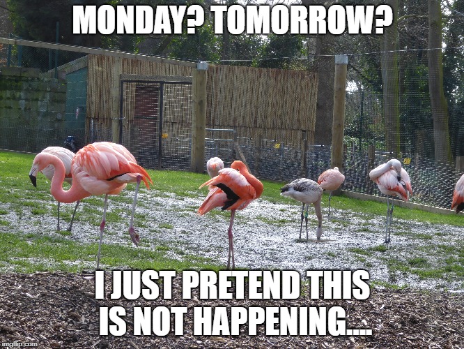 Monday blues | MONDAY? TOMORROW? I JUST PRETEND THIS IS NOT HAPPENING.... | image tagged in funny memes | made w/ Imgflip meme maker