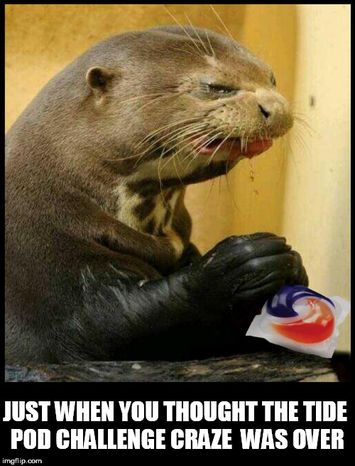 tide pod otter | JUST WHEN YOU THOUGHT THE TIDE POD CHALLENGE CRAZE  WAS OVER | image tagged in tide pod otter,tide pod challenge,tide pods,otter,tide pods gene pool,eating | made w/ Imgflip meme maker