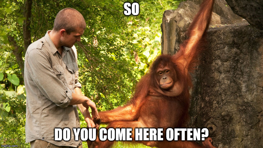 SO; DO YOU COME HERE OFTEN? | image tagged in jungle | made w/ Imgflip meme maker
