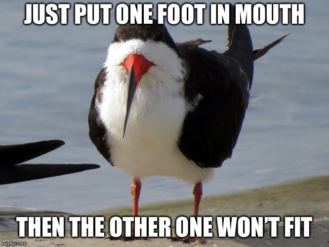 Even Less Popular Opinion Bird | JUST PUT ONE FOOT IN MOUTH THEN THE OTHER ONE WON’T FIT | image tagged in even less popular opinion bird | made w/ Imgflip meme maker