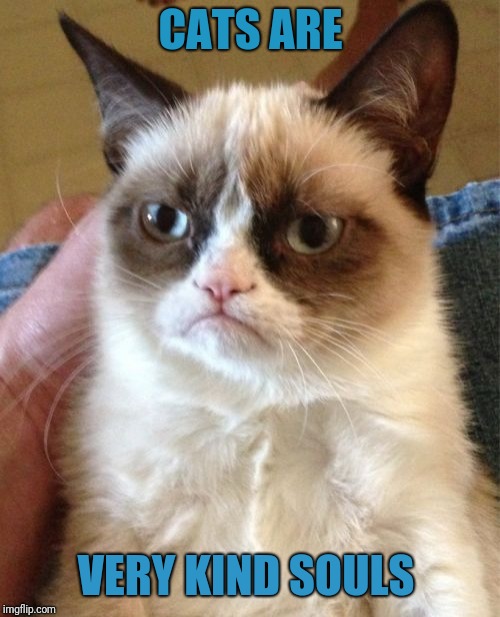 Grumpy Cat Meme | CATS ARE VERY KIND SOULS | image tagged in memes,grumpy cat | made w/ Imgflip meme maker