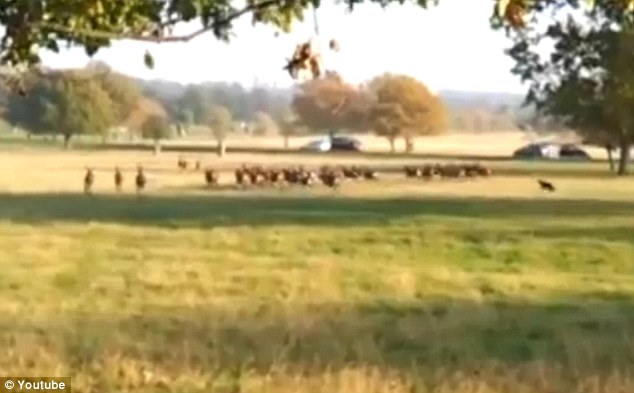 High Quality Fenton Blank Meme Template