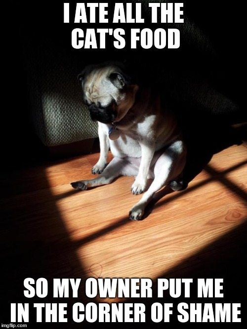 shame on the doggo | I ATE ALL THE CAT'S FOOD; SO MY OWNER PUT ME IN THE CORNER OF SHAME | image tagged in depressed pug,corner of shame | made w/ Imgflip meme maker