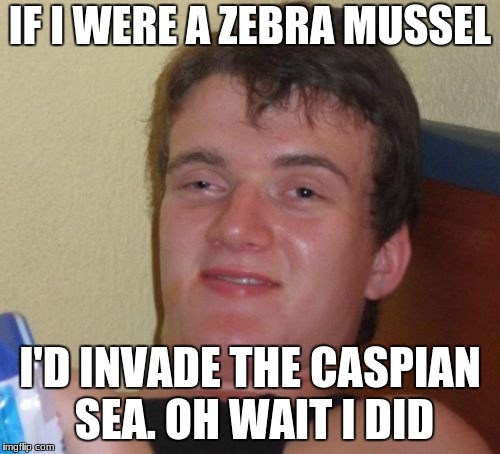 10 Guy | IF I WERE A ZEBRA MUSSEL; I'D INVADE THE CASPIAN SEA. OH WAIT I DID | image tagged in memes,10 guy | made w/ Imgflip meme maker