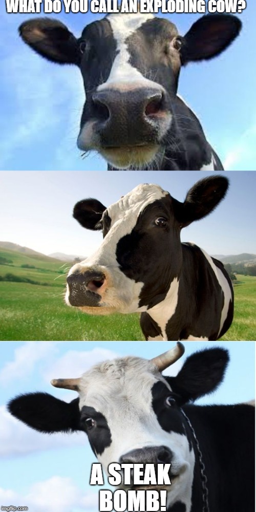 Bad Pun Cow | WHAT DO YOU CALL AN EXPLODING COW? A STEAK BOMB! | image tagged in bad pun cow,memes,funny,puns,steak,bad pun | made w/ Imgflip meme maker