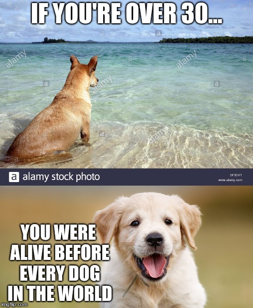 If you're over 30... | IF YOU'RE OVER 30... YOU WERE ALIVE BEFORE EVERY DOG IN THE WORLD | image tagged in dog,cute,30,water,beach | made w/ Imgflip meme maker