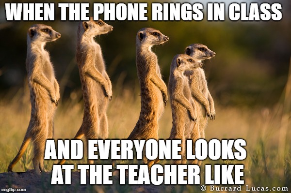 Meerkat |  WHEN THE PHONE RINGS IN CLASS; AND EVERYONE LOOKS AT THE TEACHER LIKE | image tagged in meerkat | made w/ Imgflip meme maker