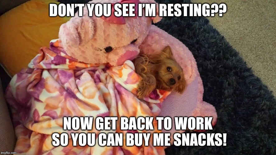 DON’T YOU SEE I’M RESTING?? NOW GET BACK TO WORK SO YOU CAN BUY ME SNACKS! | image tagged in spoiled brat,dog,funny dogs,cute dog,animal meme,cute animals | made w/ Imgflip meme maker
