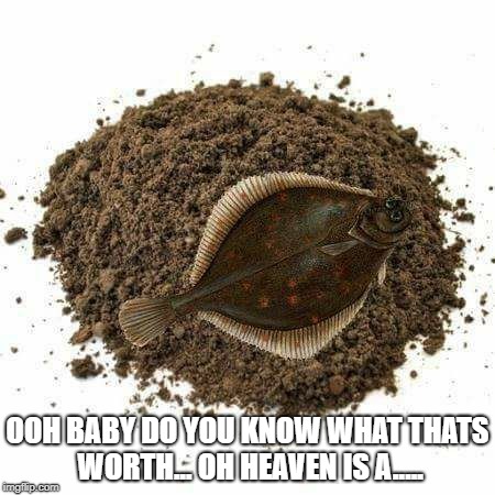 OOH BABY DO YOU KNOW WHAT THATS WORTH...
OH HEAVEN IS A..... | image tagged in fish | made w/ Imgflip meme maker