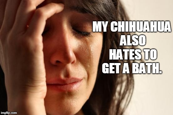 First World Problems Meme | MY CHIHUAHUA ALSO HATES TO GET A BATH. | image tagged in memes,first world problems | made w/ Imgflip meme maker