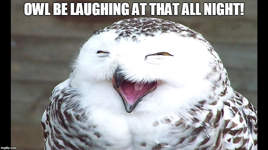 laughing owl | OWL BE LAUGHING AT THAT ALL NIGHT! | image tagged in laughing owl | made w/ Imgflip meme maker