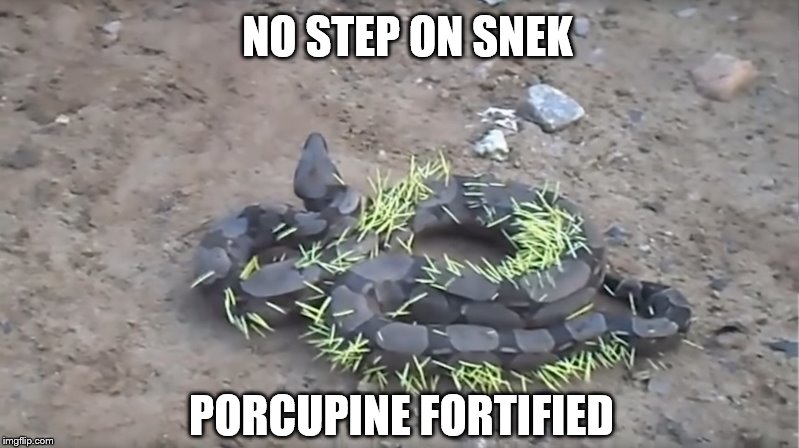 NO STEP ON SNEK; PORCUPINE FORTIFIED | image tagged in porcupine,snek,libertarian | made w/ Imgflip meme maker