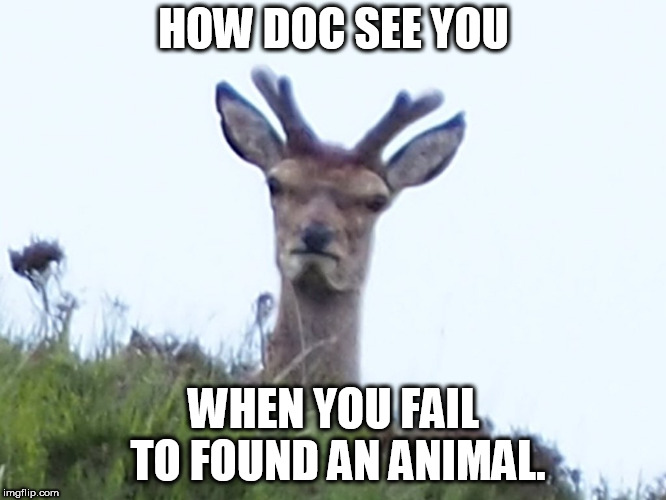 HOW DOC SEE YOU; WHEN YOU FAIL TO FOUND AN ANIMAL. | made w/ Imgflip meme maker