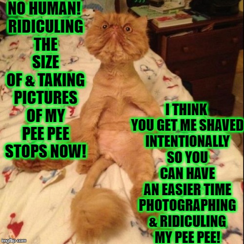 I THINK YOU GET ME SHAVED INTENTIONALLY SO YOU CAN HAVE AN EASIER TIME PHOTOGRAPHING & RIDICULING MY PEE PEE! NO HUMAN! RIDICULING THE SIZE OF & TAKING PICTURES OF MY PEE PEE STOPS NOW! | image tagged in no human no | made w/ Imgflip meme maker