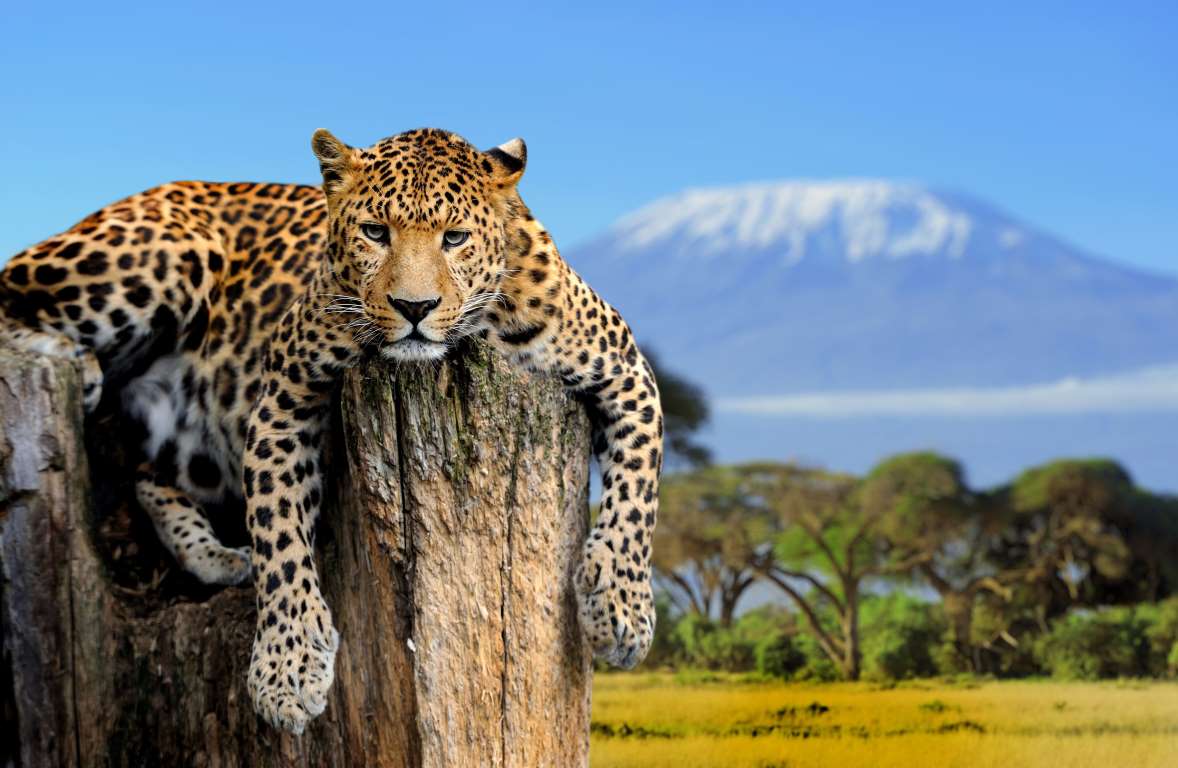 High Quality Most Interesting Leopard In The World Blank Meme Template