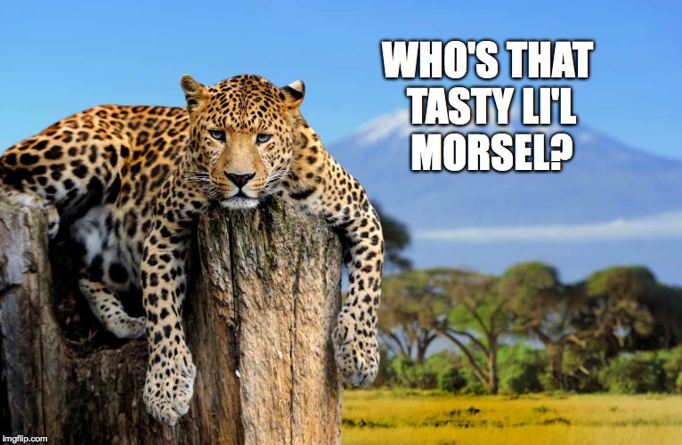 Most Interesting Leopard In The World | WHO'S THAT TASTY LI'L MORSEL? | image tagged in most interesting leopard in the world | made w/ Imgflip meme maker