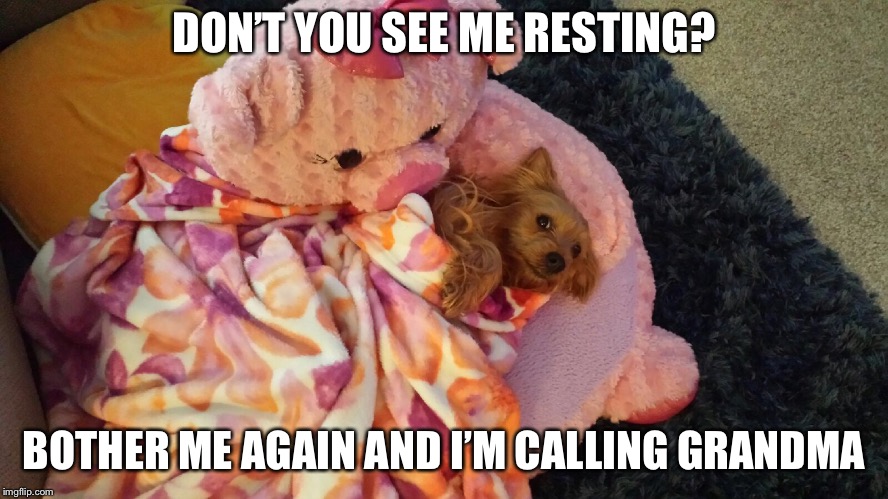 Spoiled Doggie | DON’T YOU SEE ME RESTING? BOTHER ME AGAIN AND I’M CALLING GRANDMA | image tagged in doggie,cute dogs,cute dog | made w/ Imgflip meme maker