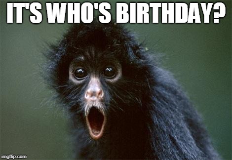 Monkey | IT'S WHO'S BIRTHDAY? | image tagged in monkey | made w/ Imgflip meme maker